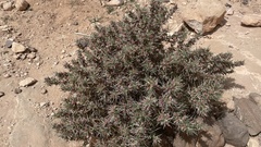 Astragalus spinosus