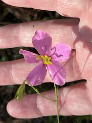 Sabatia grandiflora