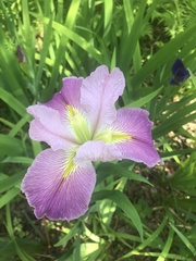 Iris giganticaerulea