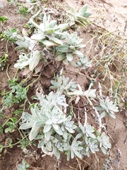 Achillea maritima maritima