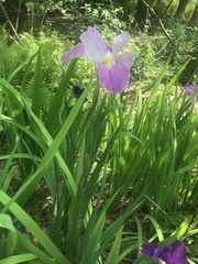 Iris giganticaerulea