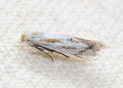 Bucculatrix longula