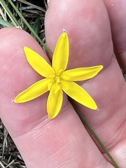 Hypoxis juncea