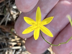 Hypoxis juncea