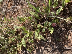 Hermannia boraginiflora