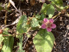 Hermannia boraginiflora