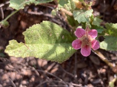 Hermannia boraginiflora