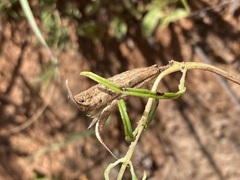 Sesamum triphyllum