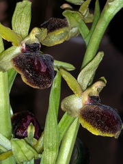 Ophrys sphegodes