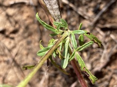 Sesamum triphyllum