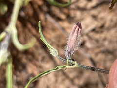Sesamum triphyllum