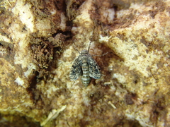 Diurnea fagella