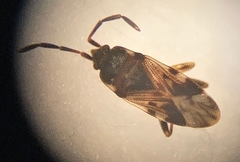 Scolopostethus decoratus