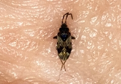 Scolopostethus decoratus