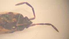 Scolopostethus decoratus