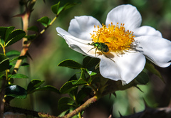 Trichiotinus lunulatus