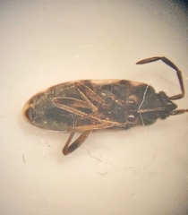 Scolopostethus decoratus