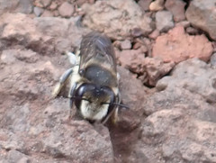 Megachile canariensis