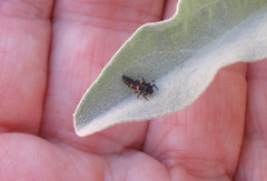 Hippodamia convergens