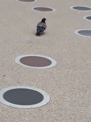 Columba livia domestica