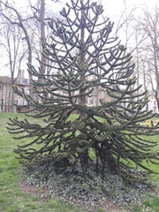 Araucaria araucana