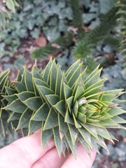 Araucaria araucana