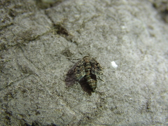 Diurnea fagella