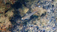 Gobius fallax