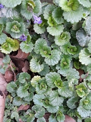 Glechoma hederacea