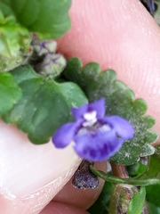 Glechoma hederacea