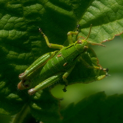 Odontopodisma decipiens decipiens