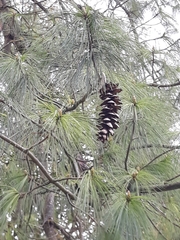 Pinus wallichiana