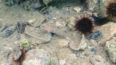 Gobius fallax