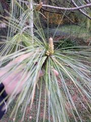 Pinus wallichiana