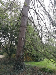 Pinus wallichiana