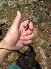 Trimerodytes yapingi