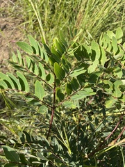 Albizia antunesiana