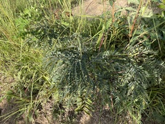 Albizia antunesiana