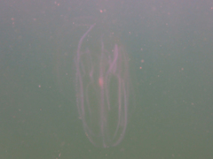 Leucothea multicornis