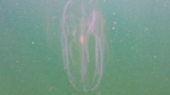 Leucothea multicornis