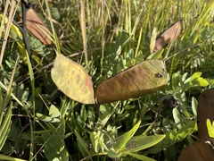 Brachystegia russelliae