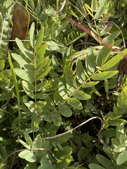 Brachystegia russelliae