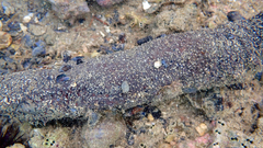 Holothuria poli