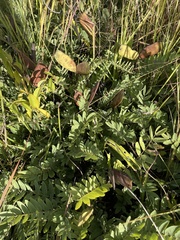 Brachystegia russelliae