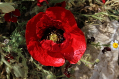 Papaver umbonatum