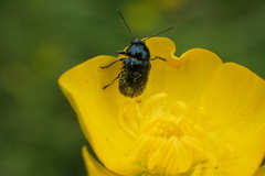 Cryptocephalus violaceus