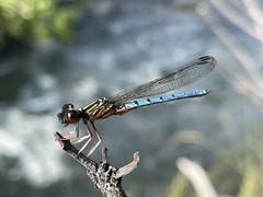 Platycypha angolensis