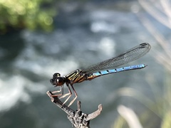 Platycypha angolensis