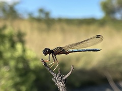 Platycypha angolensis
