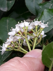 Viburnum